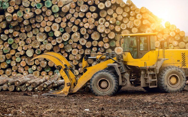 Lý do gì khiến Trung Quốc 'quay lưng' với gỗ Australia, đình chỉ nhập khẩu cá từ Ấn Độ