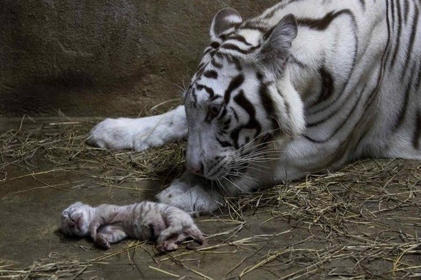 Hổ trắng quý hiếm chào đời tại vườn thú Nicaragua