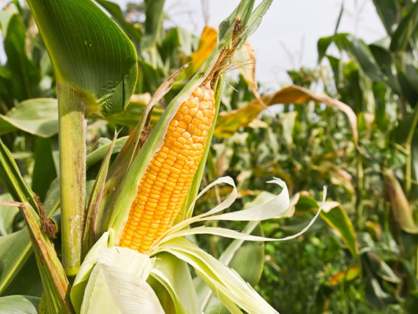 ​Dự báo thế giới 2018: Triển vọng “sáng" cho nông sản