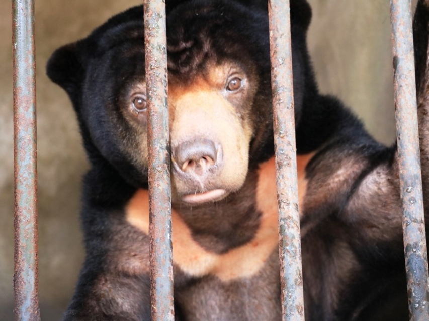 Cứu hộ thành công cá thể gấu chó cuối cùng tại Tây Ninh