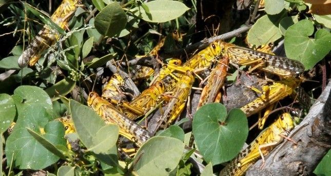 LHQ kêu gọi tăng cường đối phó với nạn dịch châu chấu ở châu Phi lhq keu goi tang cuong doi pho voi nan dich chau chau o chau phi