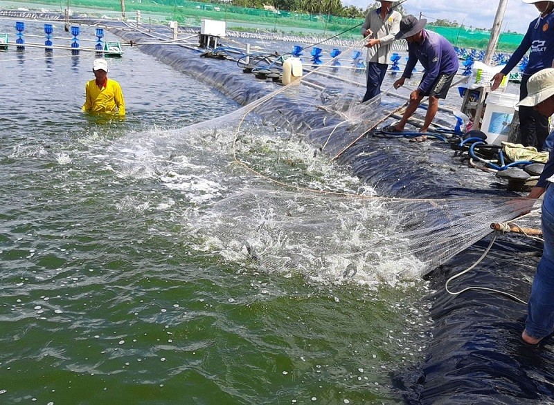 Mô hình nuôi tôm công nghệ cao của Hợp tác xã thủy sản Hòa Nghĩa (xã Hòa Đông, TX.Vĩnh Châu) cho hiệu quả kinh tế khá cao, góp phần xóa đói giảm nghèo bền vững cho xã viên. (Ảnh: Phương Nghi)