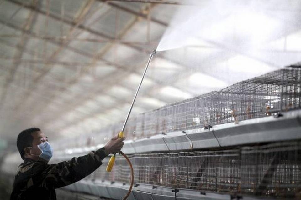 Trung Quốc ghi nhận ca mắc cúm gia cầm H10N3 ở người đầu tiên trên thế giới. (Ảnh minh họa. Nguồn: AP) Trung Quốc ghi nhận ca mắc cúm gia cầm H10N3 ở người đầu tiên trên thế giới. (Ảnh minh họa. Nguồn: AP)