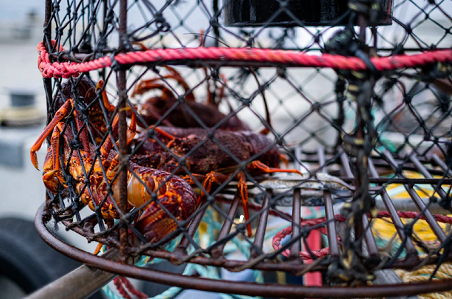 Căng thẳng thương mại Trung Quốc-Australia: Chơi trò đu quay và Bắc Kinh trả phí?