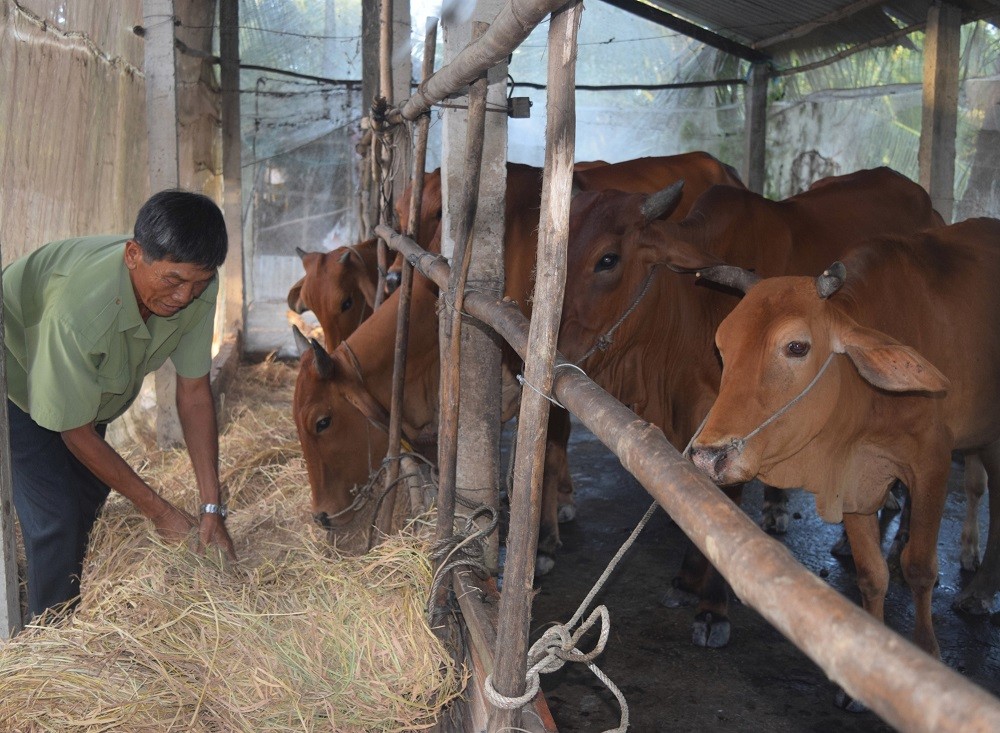 Ông Tiên Cần, ấp Trần Thệ, xã Phú Lợi (Giang Thành) chăm sóc đàn bò từ nguồn giống của Đồn Biên phòng Phú Mỹ tặng, đã giúp ông thoát nghèo và có thu nhập ổn định. Ông Tiên Cần, ấp Trần Thệ, xã Phú Lợi (Giang Thành) chăm sóc đàn bò từ nguồn giống của Đồn Biên phòng Phú Mỹ tặng, đã giúp ông thoát nghèo và có thu nhập ổn định.