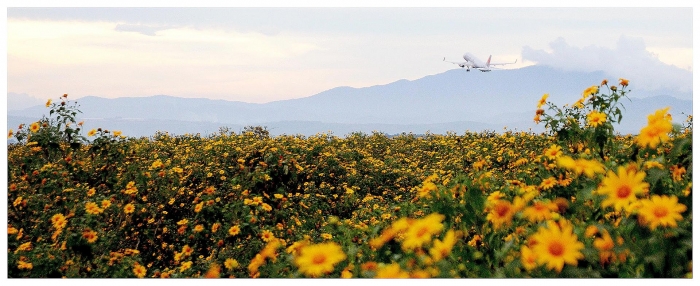 da lat xon xao mua da quy