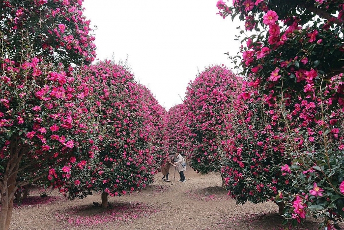 ly do khong nen bo lo nhung loai hoa go cua mua dong