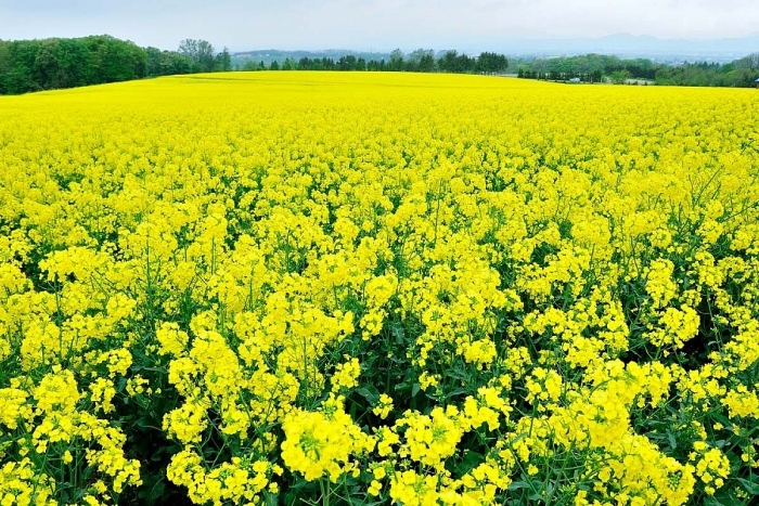 ly do khong nen bo lo nhung loai hoa go cua mua dong