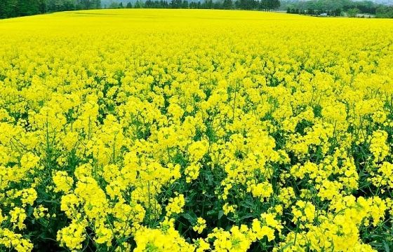 Lý do không nên bỏ lỡ những loài hoa gõ cửa mùa đông