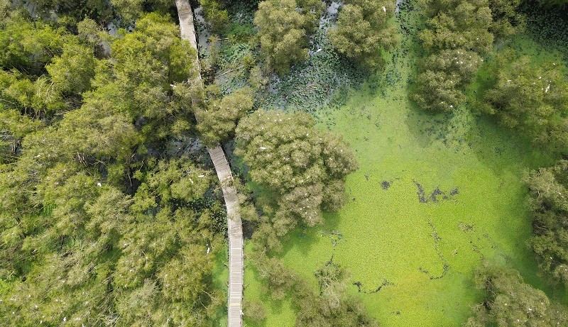 Khung cảnh rừng tràm Trà Sư nhìn từ trên cao.