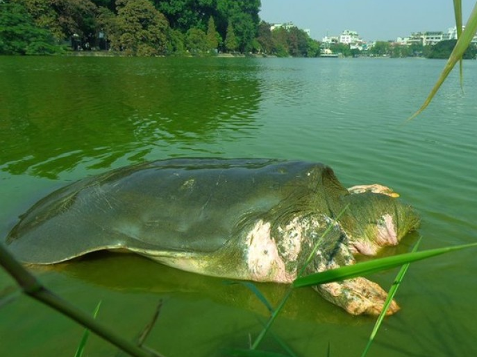 Vĩnh biệt “cụ” rùa!