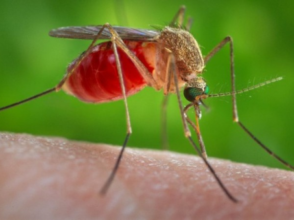 Chủ động phòng, chống dịch bệnh do vi rút Zika