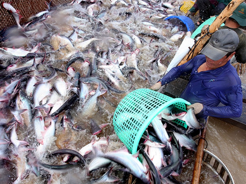 Bãi bỏ giám sát cá da trơn là bước đi đúng đắn của Hoa Kỳ