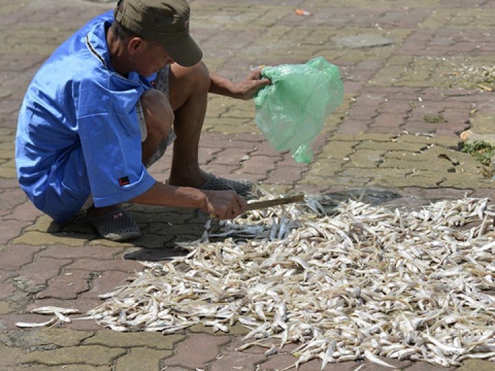 Cá chết phủ trắng ven Hồ Tây