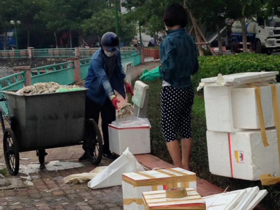 Điều tra hình ảnh đôi nam nữ lấy cá chết Hồ Tây cho vào hộp xốp