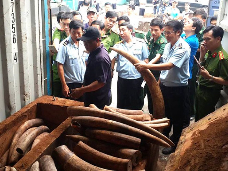 Xem xét khởi tố vụ vận chuyển trái phép ngà voi