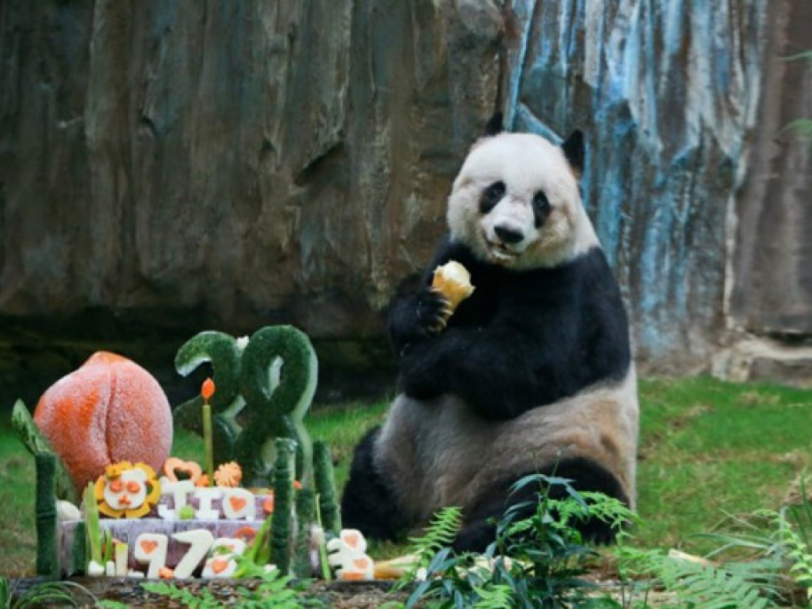 Chú gấu trúc già nhất thế giới được tiêm thuốc để từ giã cõi đời