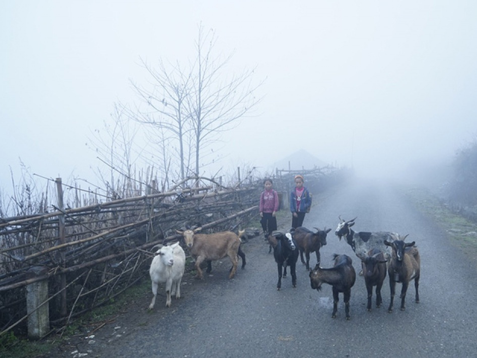Sa Pa mưa lạnh, giá rét như đã vào đông