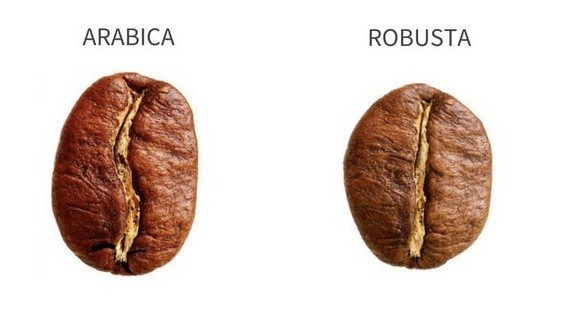 Cà phê Arabica và Robusta khác nhau như thế nào?