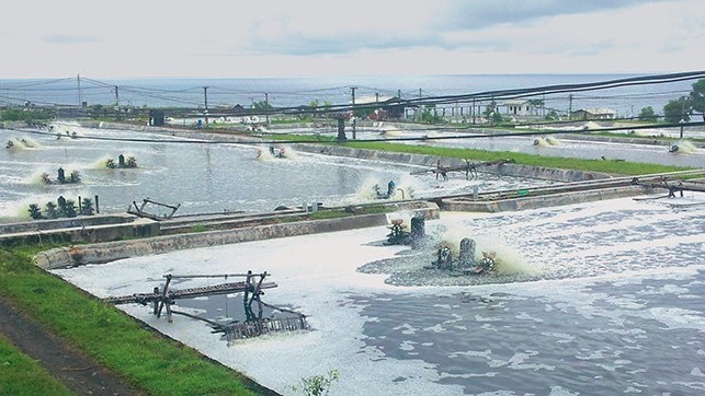 Indonesia tham vọng chiếm lĩnh 50% thị trường tôm hùm toàn cầu vào năm 2024