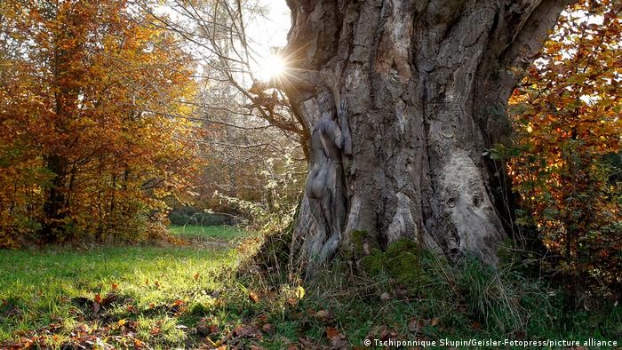 Hành động vì Trái đất của chúng ta: Hãy trồng thêm cây Hành động vì Trái đất của chúng ta: Hãy trồng thêm cây