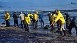 Hành động vì Trái đất của chúng ta: Hãy trồng thêm cây