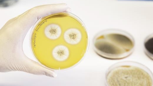 Bước đột phá trong sản xuất thuốc điều trị bệnh nấm