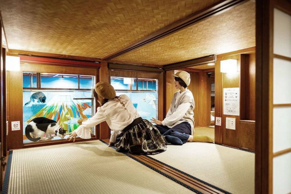 Hút khách lưu trú bằng mèo hut khach luu tru bang meo