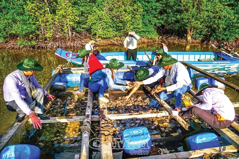 Du khách trải nghiệm nghề nuôi hàu lồng tại Mũi Cà Mau. (Ảnh: Q.Rin) Du khách trải nghiệm nghề nuôi hàu lồng tại Mũi Cà Mau. (Ảnh: Q.Rin)