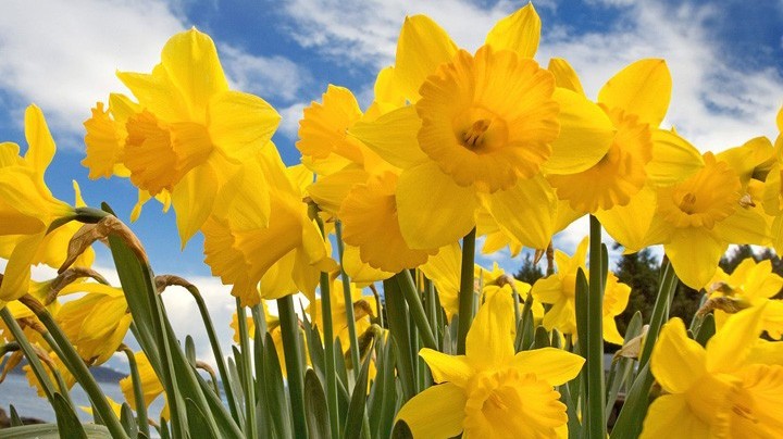 Hoa Thủy Tiên vàng