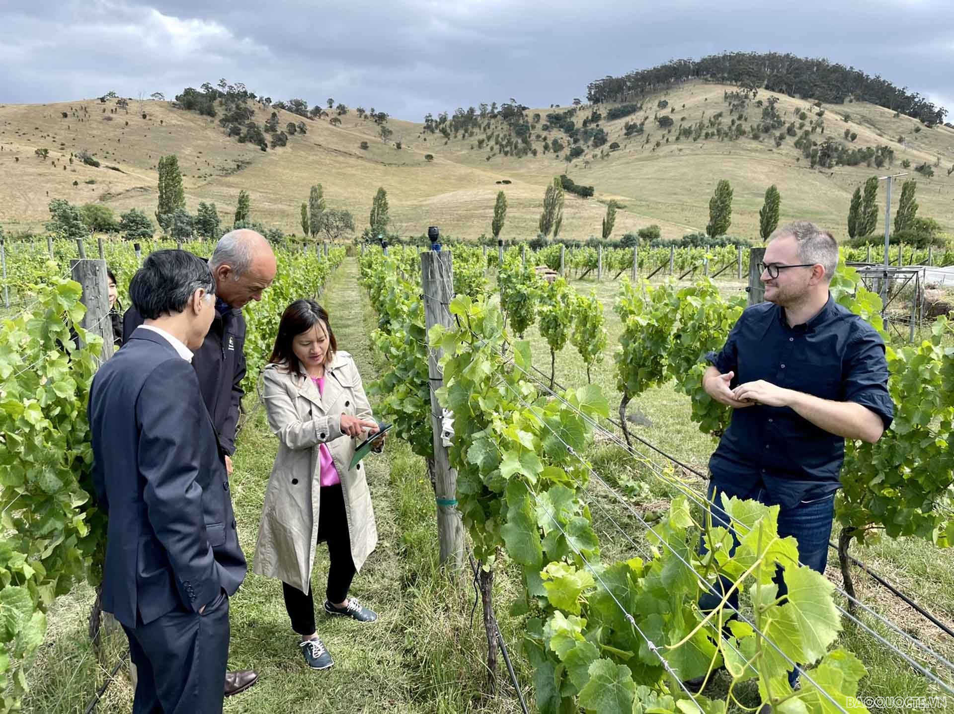 Từ trái qua phải: Đại sứ Nguyễn Tất Thành, ông Guy Barnett, TS. Nguyễn Hải Anh, Trợ lý của ông Guy Barnett thăm trang trại trồng nho công nghệ cao của TS. Nguyễn Hải Anh.