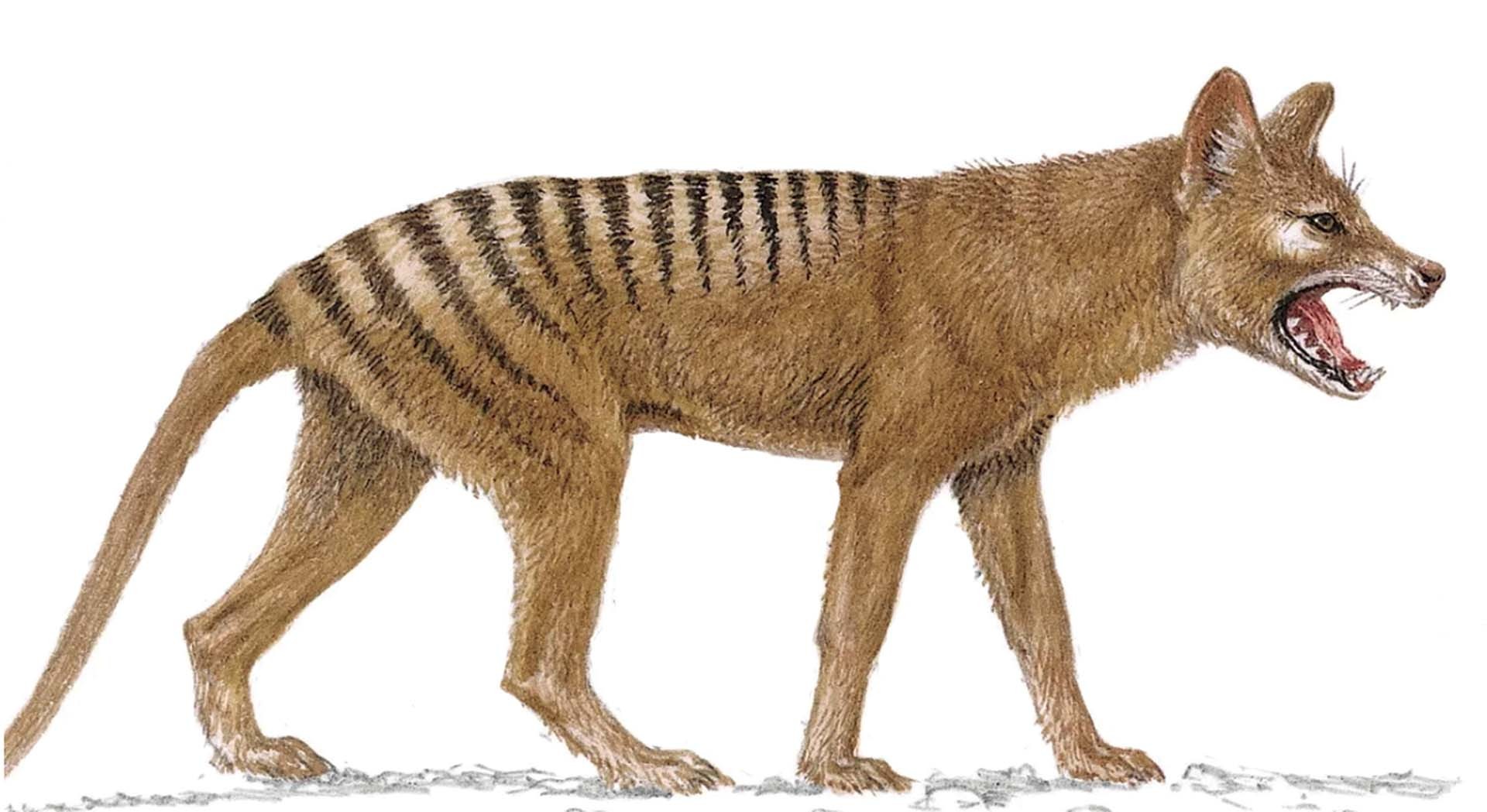 Loài hổ Tasmania. (Nguồn: AFP)