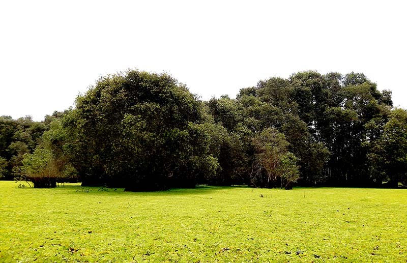 Về An Giang khám phá rừng Tràm Trà Sư Về An Giang khám phá rừng Tràm Trà Sư