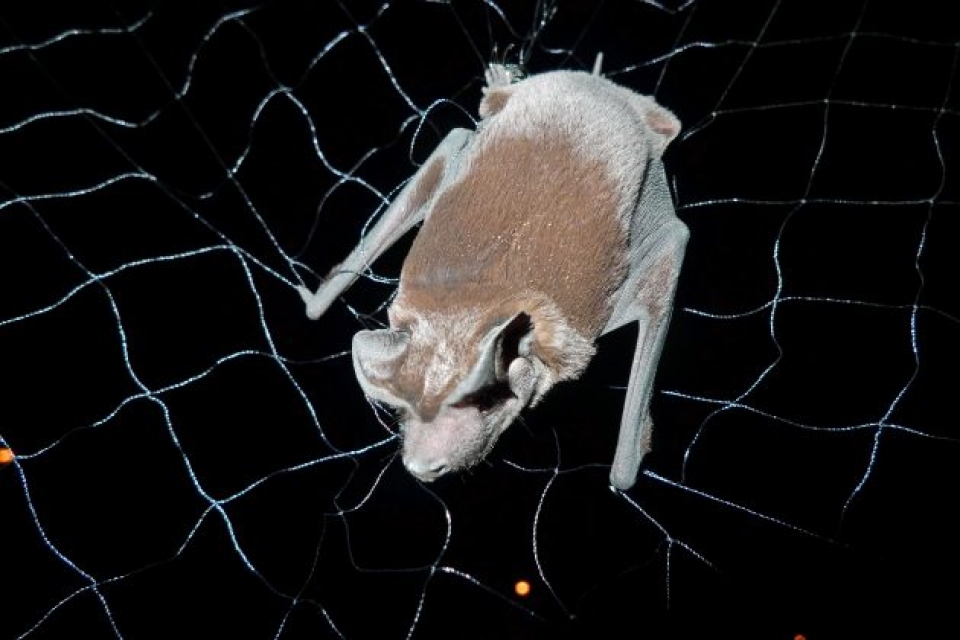 Phát hiện loài dơi mặt chó mới tại Panama và Ecuador phat hien loai doi mat cho moi tai panama va ecuador