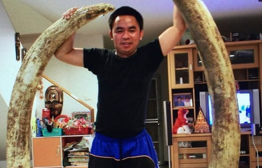 Cảnh sát Thái Lan bắt trùm buôn lậu ngà voi gốc Việt