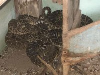 loai coc ki la o congo nguy trang bang cach hoa than thanh ran