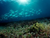 phat hien sinh vat bien ki la nghi la sinh vat ngoai hanh tinh o my