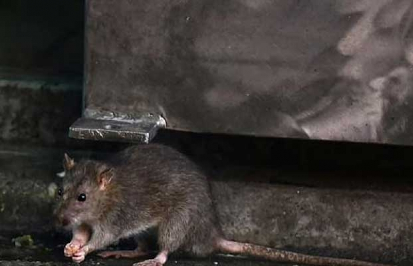 Mỹ: Tòa thị chính Los Angeles "thất thủ" vì... chuột