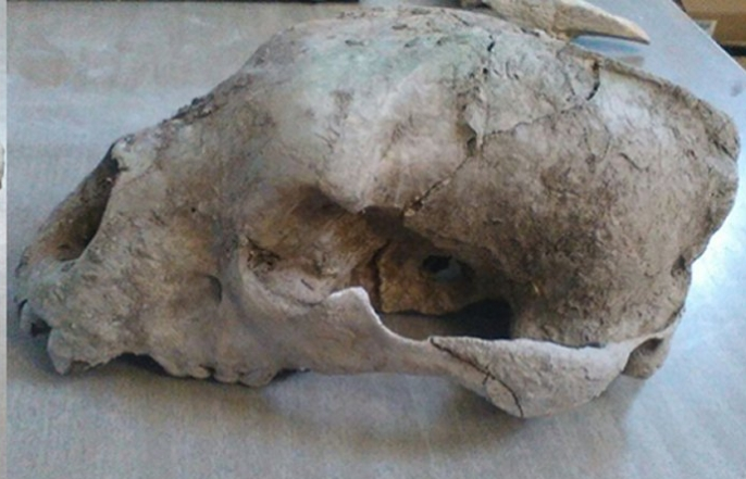 Phát hiện hóa thạch gấu có niên đại 120.000 năm