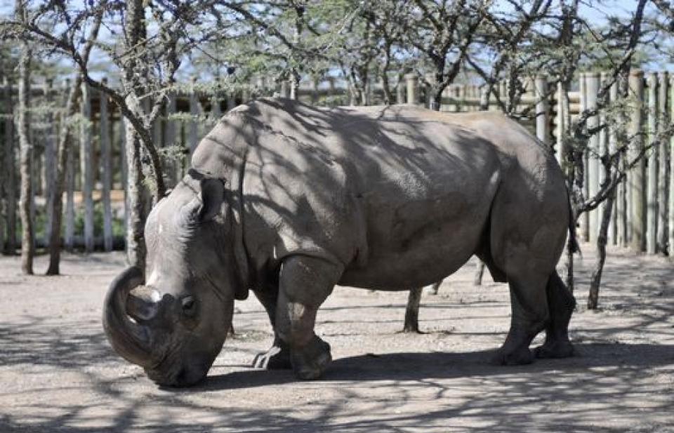 Chú tê giác trắng phương Bắc cuối cùng trên thế giới qua đời