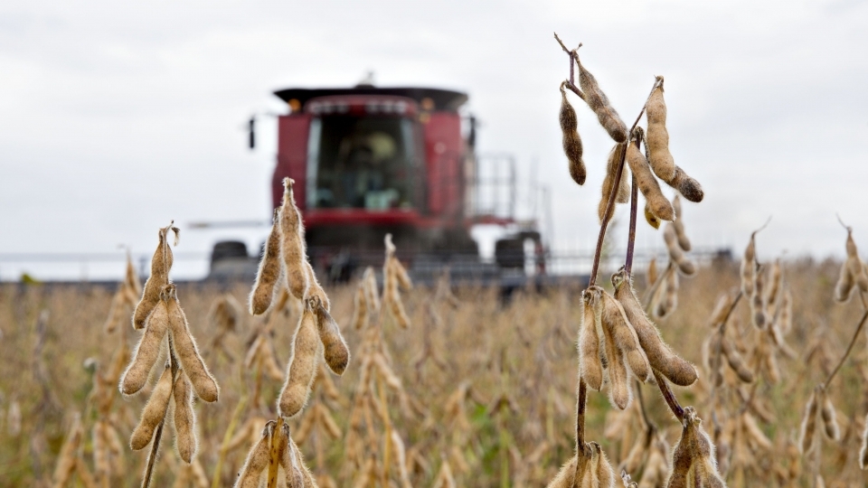 Đậu tương Mỹ khó lấy lại chỗ đứng tại thị trường Trung Quốc