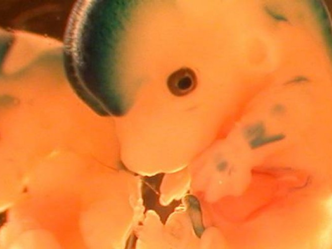 Trung Quốc phát triển thành công phôi động vật trong vũ trụ