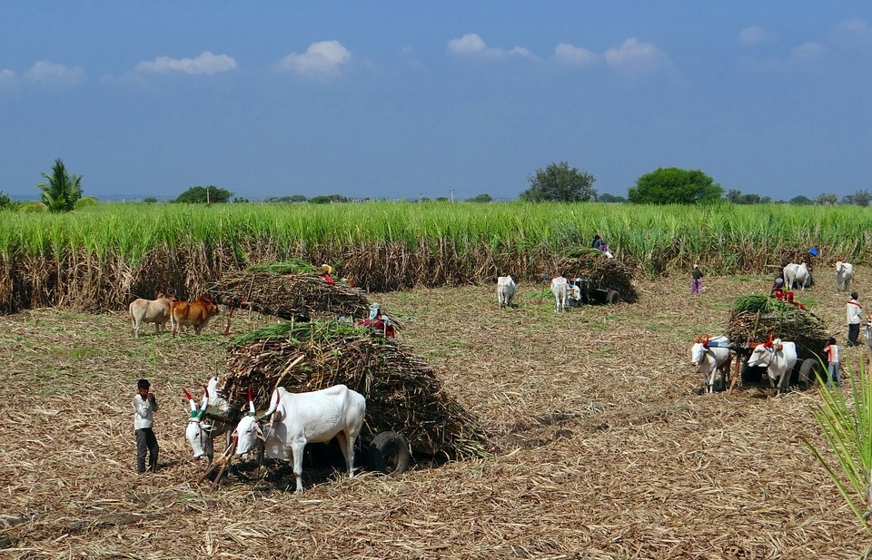Mexico và Mỹ khép lại tranh chấp thương mại mía đường