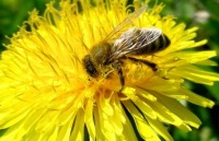 phat hien loai kien di chuyen nhanh nhat the gioi