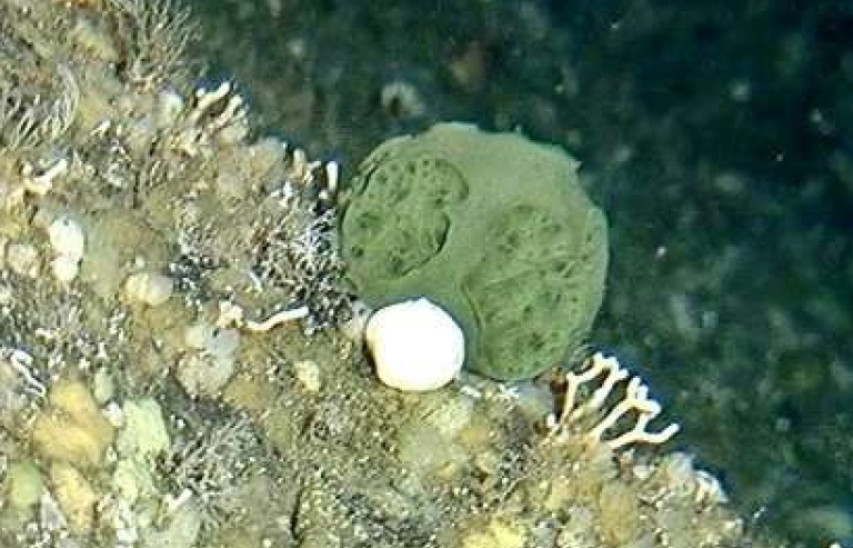 Phát hiện loại bọt biển có thể chữa ung thư tuyến tụy