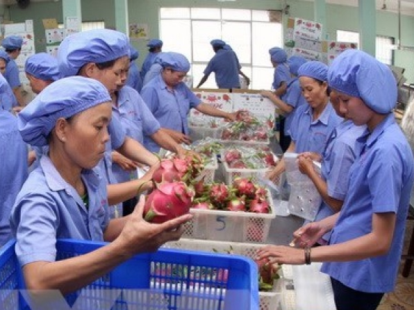 Công nghệ cao, kỹ thuật mới là chìa khóa cho nông sản Việt