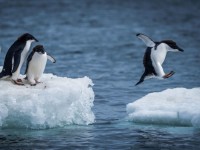 them mot mua dong khac nghiet o mong co