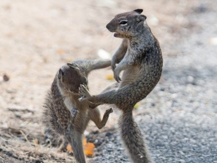 California: Sóc "nổi điên", tấn công người