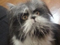 my sinh vat giong quai vat ho loch ness xuat hien o bo bien