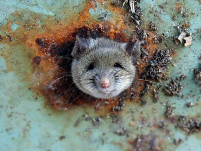 Ấn tượng động vật qua ảnh của Reuters